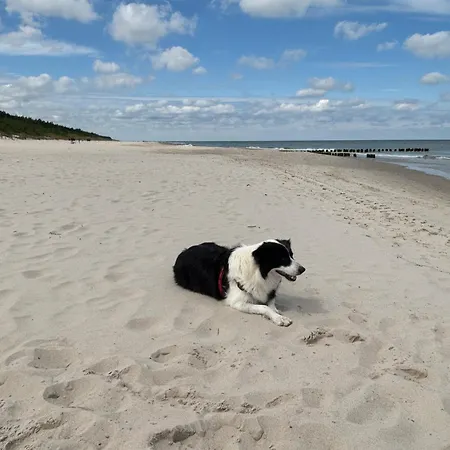 Homar Aktena Shellter