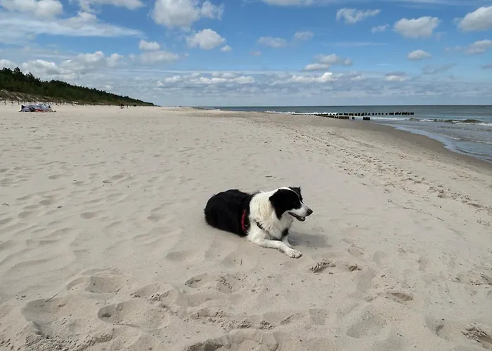 Homar Aktena Shellter